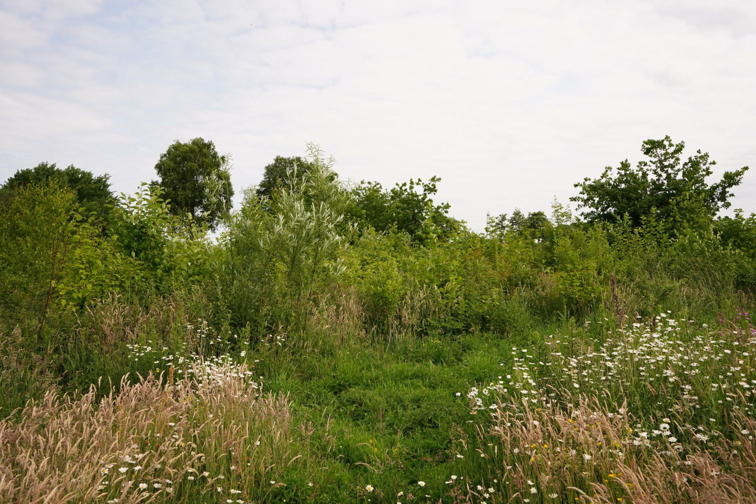 Vogelsbosje naast struweelhaag