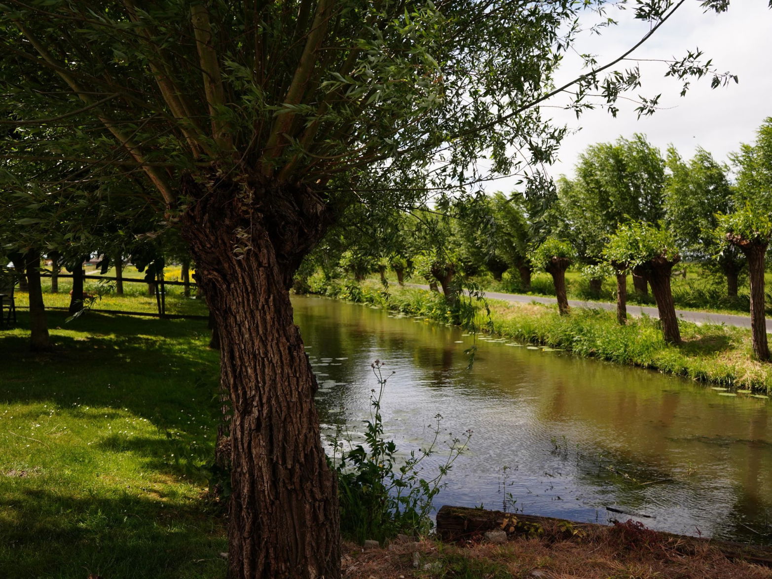 Waterloop met daarnaast knotbomen